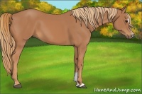 Horse Color:Chestnut Sabino