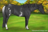 Horse Color:White Spotted Black