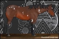 Horse Color:White Spotted Bay Sabino 