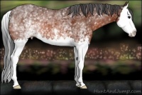 Horse Color:White Spotted Bay Splash