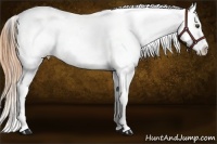 Horse Color:Buckskin Near Leopard 