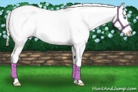 Horse Color:Palomino Roan Pearl Splash Appaloosa