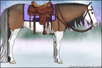 Horse Color:Buckskin Splash 