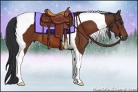 Horse Color:Bay Tobiano 