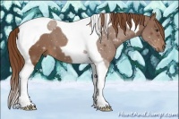 Horse Color:Chestnut Tobiano