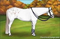 Horse Color:Bay Roan Appaloosa
