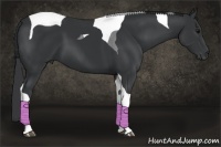 Horse Color:Black Tobiano 