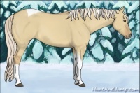 Horse Color:Palomino Dun Tobiano 