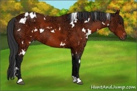 Horse Color:White Spotted Brown Ice 