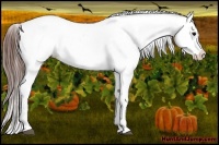 Horse Color:Brown Appaloosa  and Brown Appaloosa 