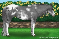 Horse Color:White Spotted Black Splash Tobiano Frame Appaloosa