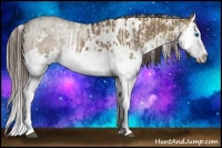 Horse Color:White Spotted Liver Red Dun Splash and White Spotted Liver Red Dun Splash