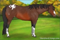 Horse Color:Bay Appaloosa