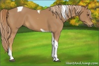 Horse Color:Chestnut Tobiano 