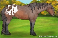 Horse Color:Bay Appaloosa 