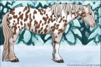 Horse Color:Chestnut Appaloosa 
