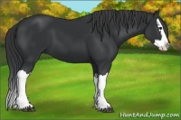 Horse Color:Black Splash 