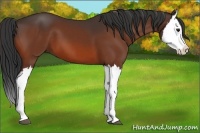 Horse Color:Bay Splash 