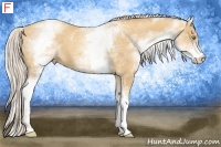 Horse Color:White Spotted Gold Cream Champagne 