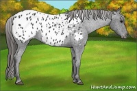 Horse Color:Black Appaloosa