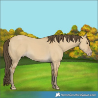 Horse Color:Classic Cream Champagne Dun Rabicano 
