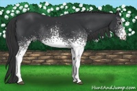 Horse Color:White Spotted Black Sabino Rabicano