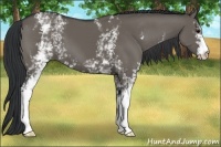 Horse Color:White Spotted Grullo 