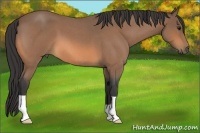 Horse Color:Buckskin Roan 