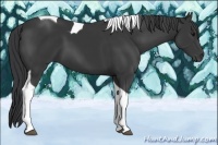 Horse Color:Black Tobiano 