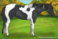 Horse Color:Black Tobiano 