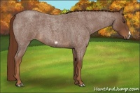 Horse Color:Red Roan Frame 
