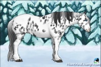 Horse Color:White Spotted Black Splash Tobiano Frame Appaloosa