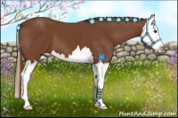 Horse Color:Chestnut Splash 