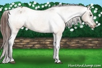 Horse Color:Brown Dun Appaloosa  and Brown Dun Appaloosa 