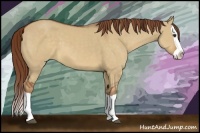 Horse Color:Red Dun Splash 