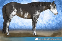 Horse Color:Buckskin Sabino and Buckskin Sabino