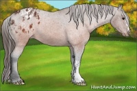 Horse Color:Brown Appaloosa  and Brown Appaloosa 