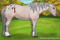Horse Color:Brown Appaloosa  and Brown Appaloosa 