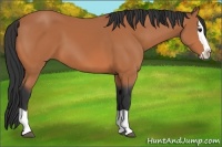 Horse Color:Bay Splash 