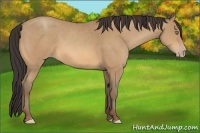 Horse Color:Amber Champagne