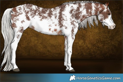 Horse Color:Silver Bay Sabino 