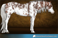 Horse Color:Silver Bay Sabino