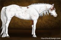 Horse Color:Silver Bay Sabino 