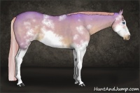 Horse Color:Watercolor Red Dun Sabino Splash Frame Rabicano