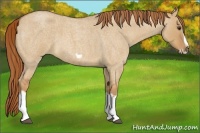 Horse Color:Red Dun Roan Splash Frame Rabicano
