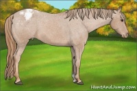 Horse Color:Chestnut Appaloosa
