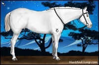Horse Color:Liver Chestnut Splash Appaloosa 