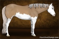 Horse Color:Silver Brown Dun Sabino Splash 