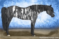 Horse Color:Black Sabino Brindle