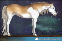 Horse Color:Chocolate Palomino Onyx Splash